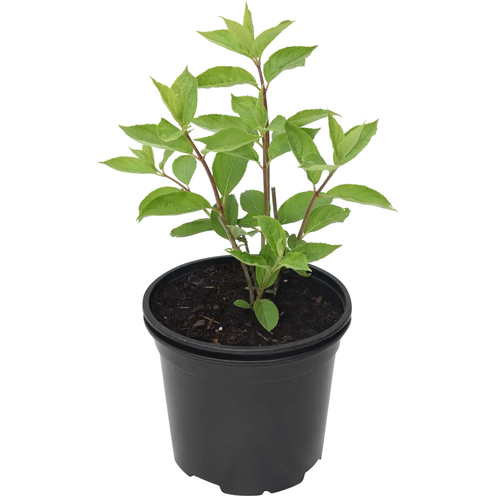 Santreyd Гортензия Сандей Фрайз - цветущий кустарник с меняющимся окрасом 84815650 STLM-0055583