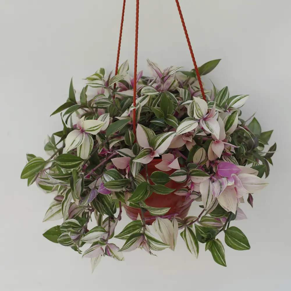 Santreyd Традесканция триколор в кашпо - розово-зеленый ампельный декор 89338383