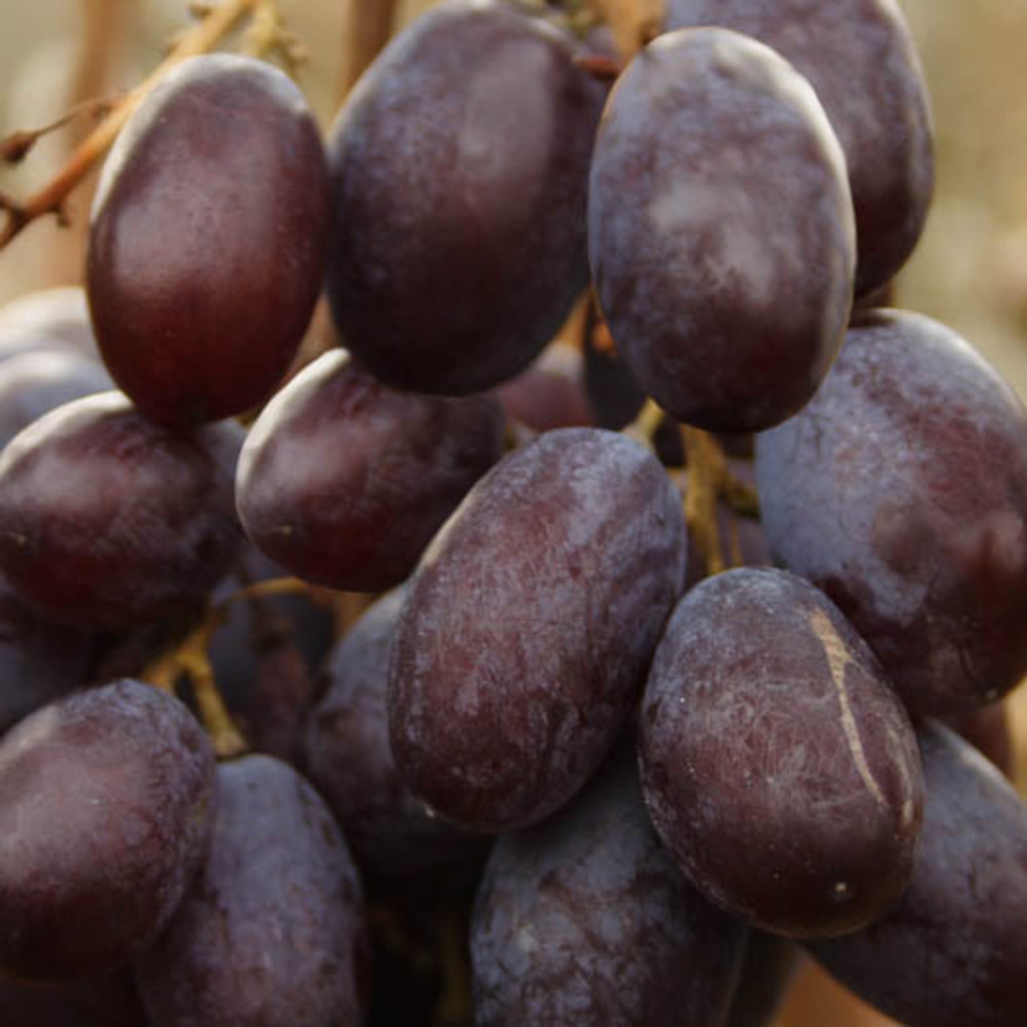 82601696 Виноград культурный «Шоколадный» 1.5-2 л высота 40 см Santreyd  - Вид №2