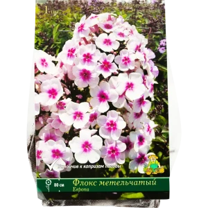 Флокс метельчатый Европа от Santreyd - белый с розовой сердцевиной 82118752