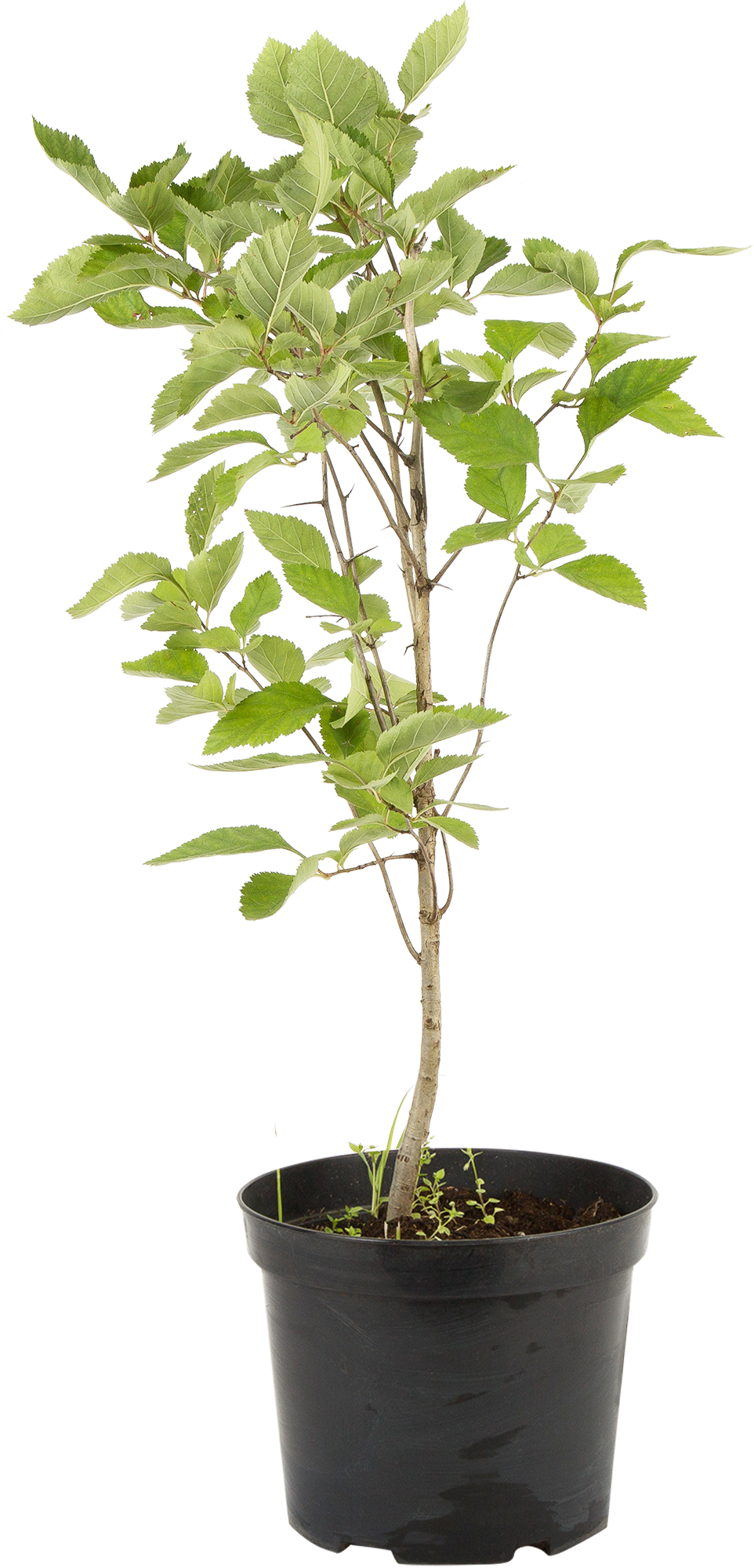 Боярышник Арнольда Santreyd - саженец с закрытой корневой системой 82219504 STLM-0022206