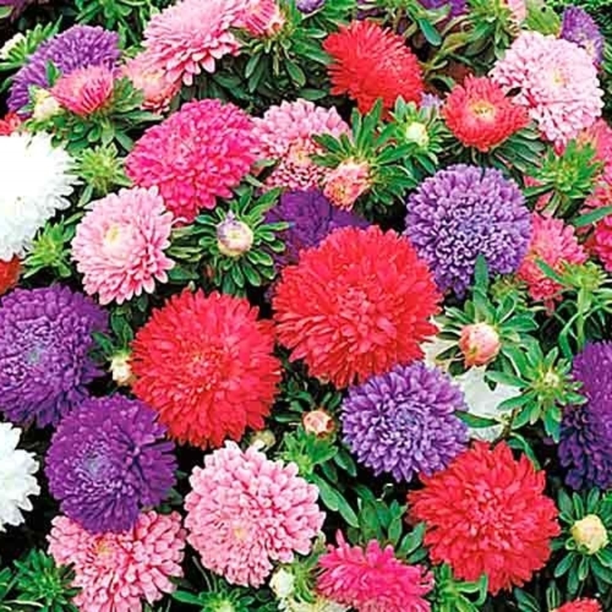 17250920 Астра «Миледи» смесь окрасок Santreyd 