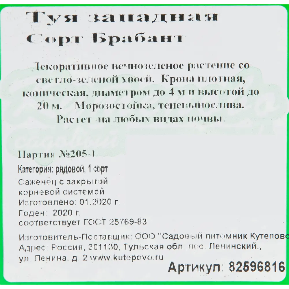 Туя западная «Брабант» 15x30 см 82596816 STLM-2094618 Santreyd  - Вид №1