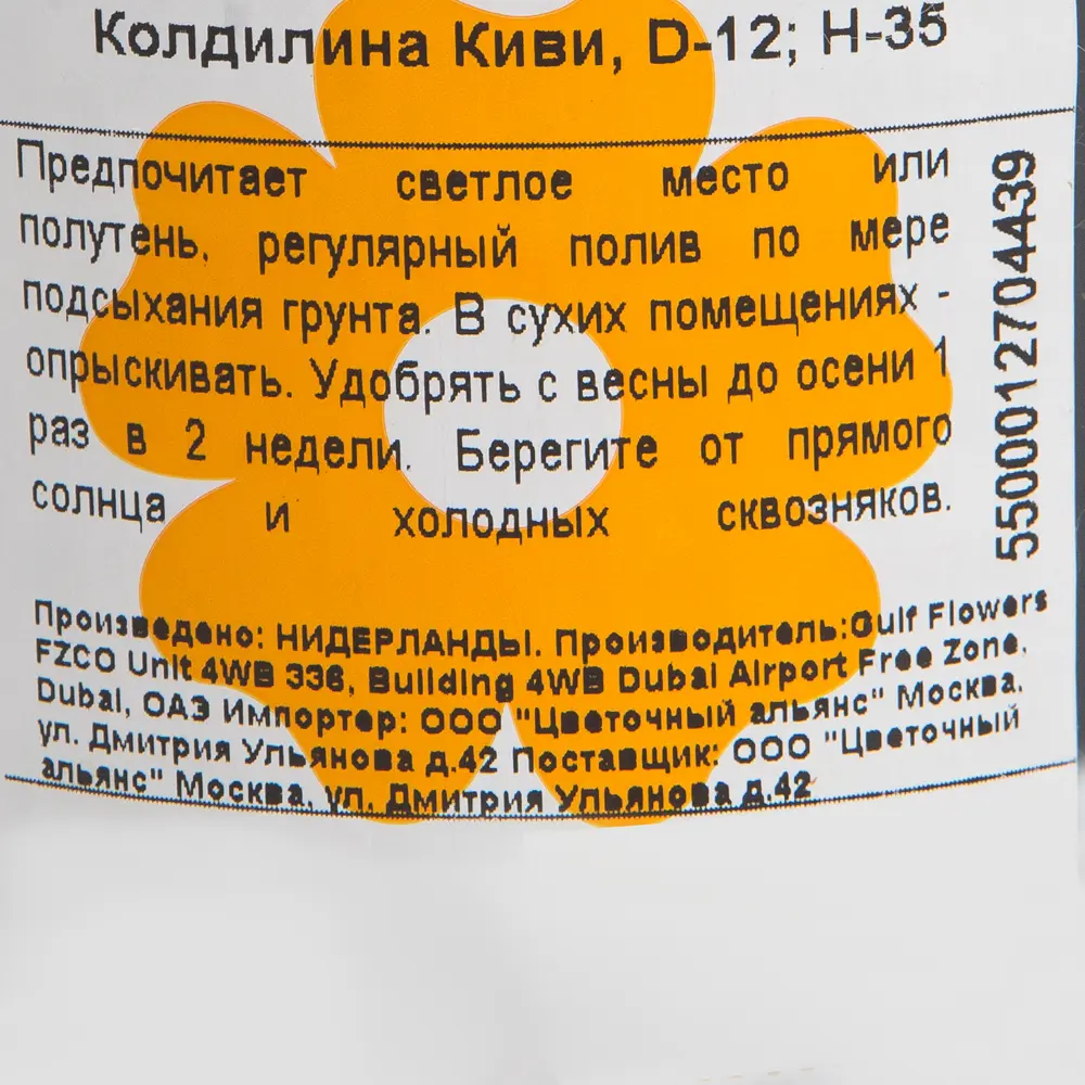 Кордилина Киви 12x35 см 82399627 STLM-2197946 Santreyd  - Вид №2