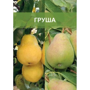 Груша двухъярусное дерево 2 прививки ø20 h180 см 85670468 STLM-2187051
