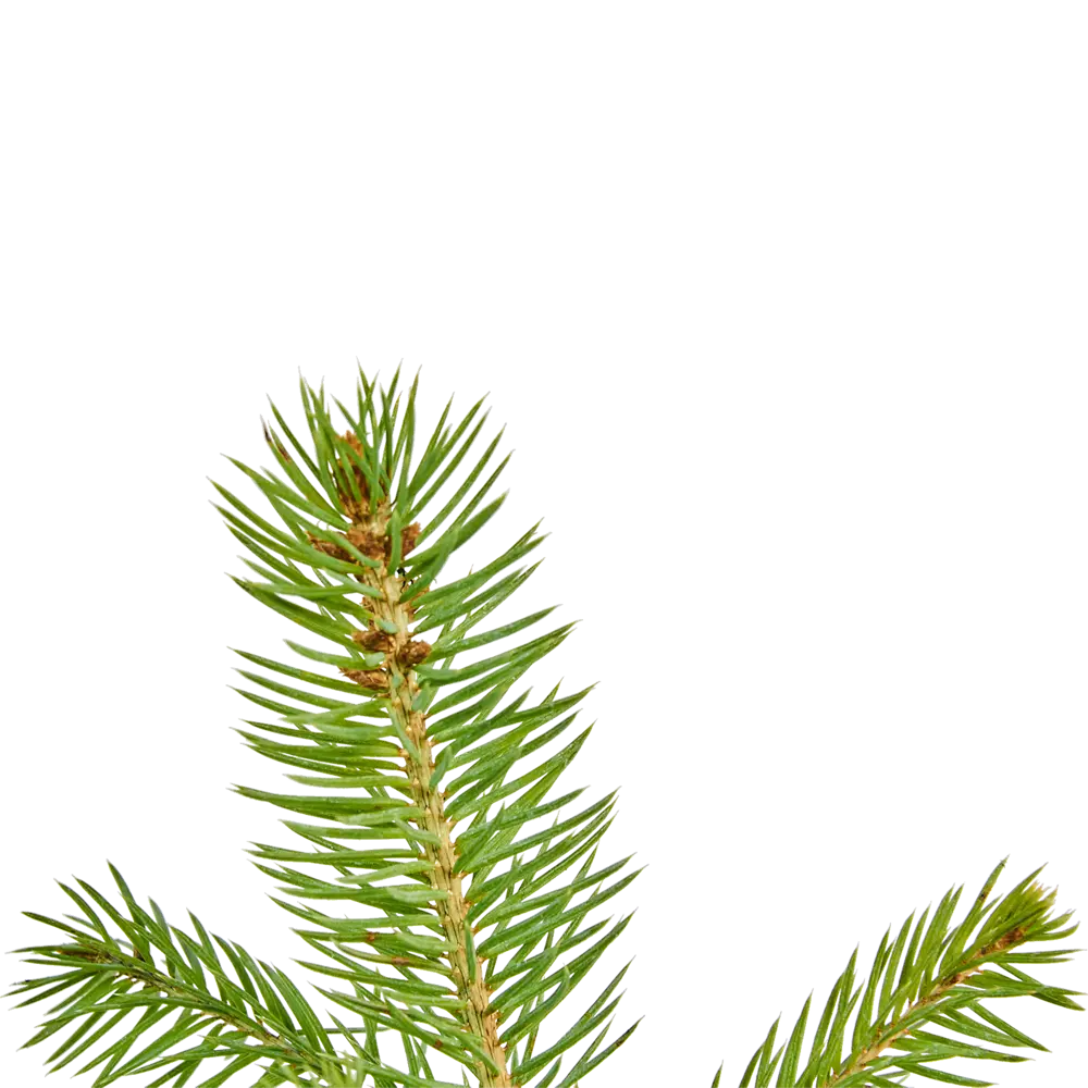 Ель колючая Р9 в подарочном пакете Santreyd STLM-2144464 - Вид №1