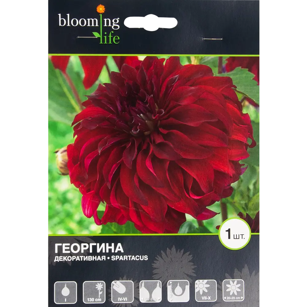 Георгина декоративная Спартакус I, 1 шт 82539302 STLM-2097699 BLOOMING LIFE 