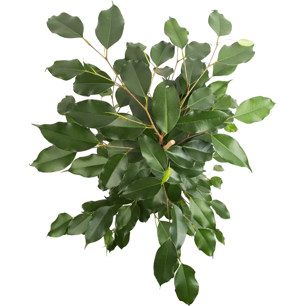 Фикус микс Santreyd - живое украшение интерьера D17 H65 82877336 STLM-0966766 - Вид №1