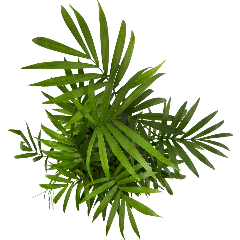 Santreyd Хамедорея Элеганс - комнатная пальма для интерьера 14031107 STLM-0004202 - Вид №1