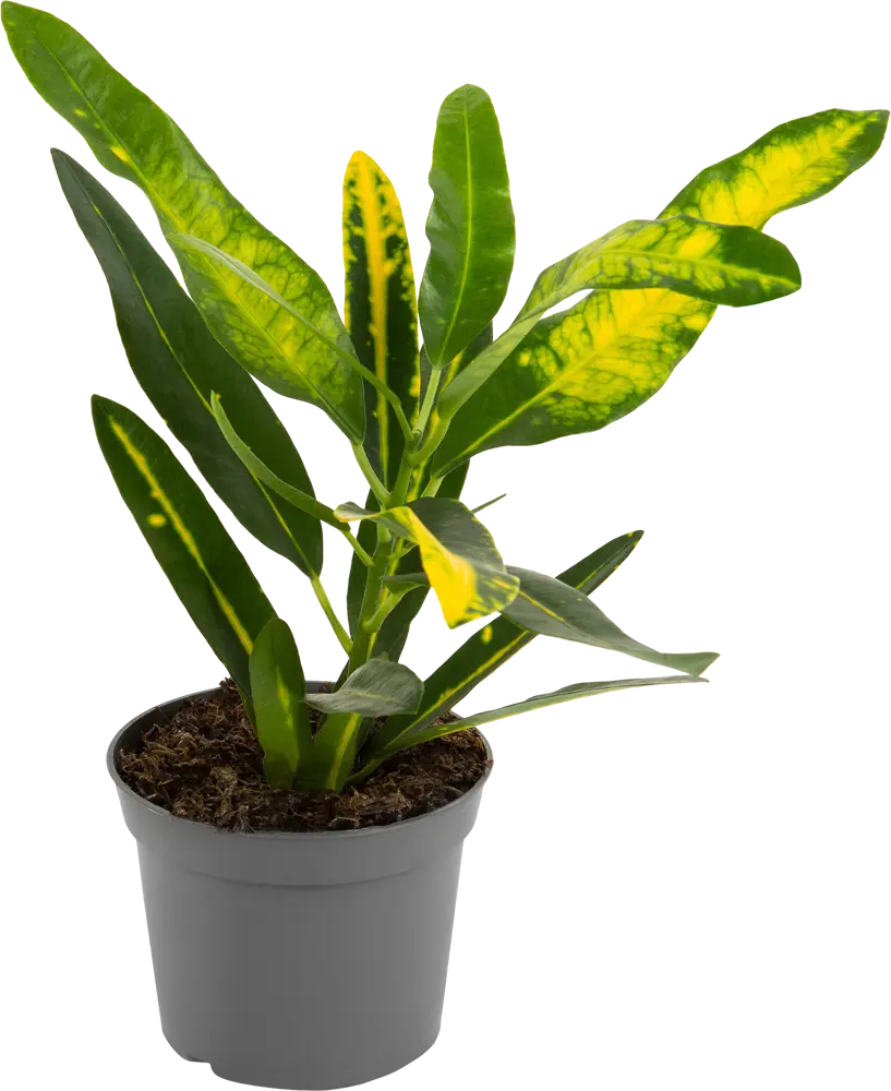 Santreyd Кротон Вариегатум — пестрый акцент для интерьера 82578932