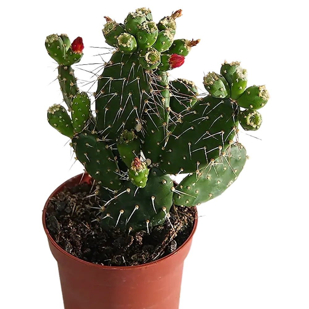 Santreyd Опунция красная — цветущий кактус для интерьера 87819693 STLM-0075890 - Вид №3