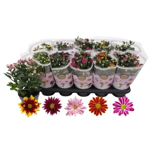 Хризантема комнатная Микс в горшке ø12 см 89434512