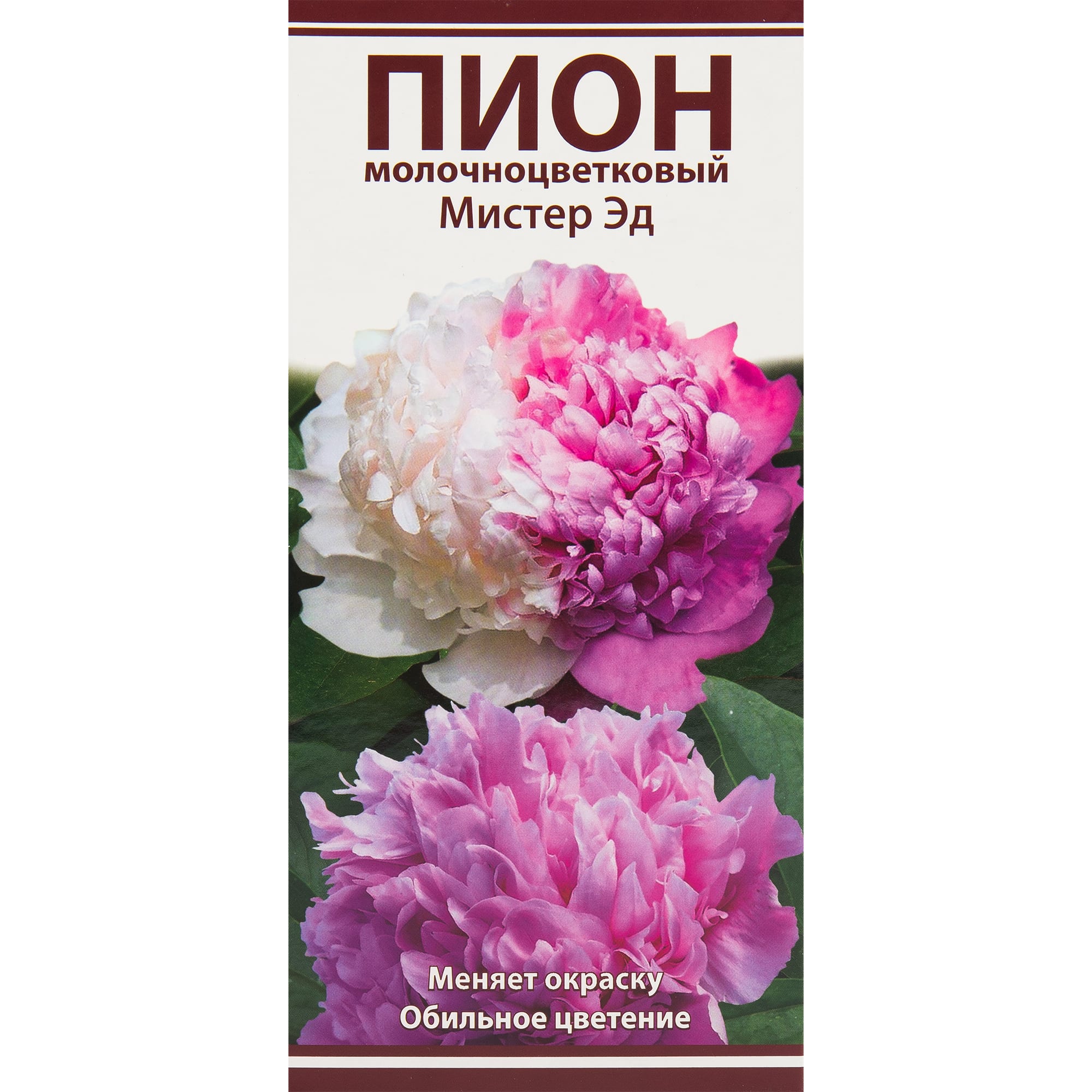 82530287 Пионы травянистые Мистер Эд Santreyd 