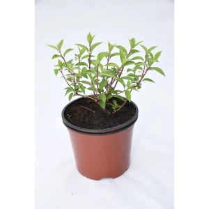 Гортензия метельчатая «Ламлайт» 40x125 см 82676653 STLM-2057482