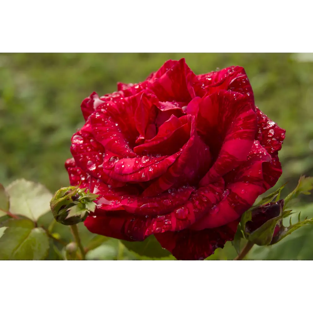 Роза чайно-гибридная «Ред Интуишин» красная 19x55 см 82625081 PLANTMARKET STLM-1574368