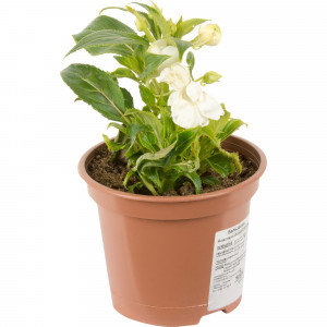 12510702 Бальзамин новогвинейский 15х35 см