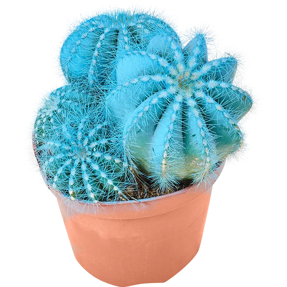 Santreyd Шаровидный кактус - неприхотливый суккулент для дома 82877374 STLM-1355758