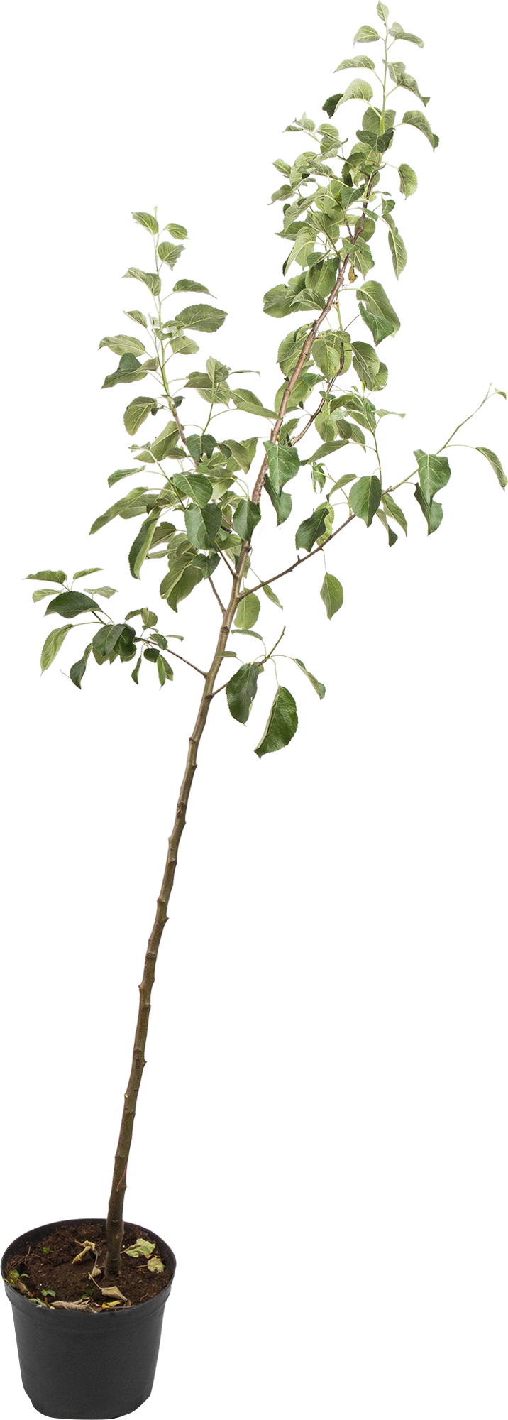 Santreyd Яблоня-сад 2-3 года с разносортными прививками 82585382