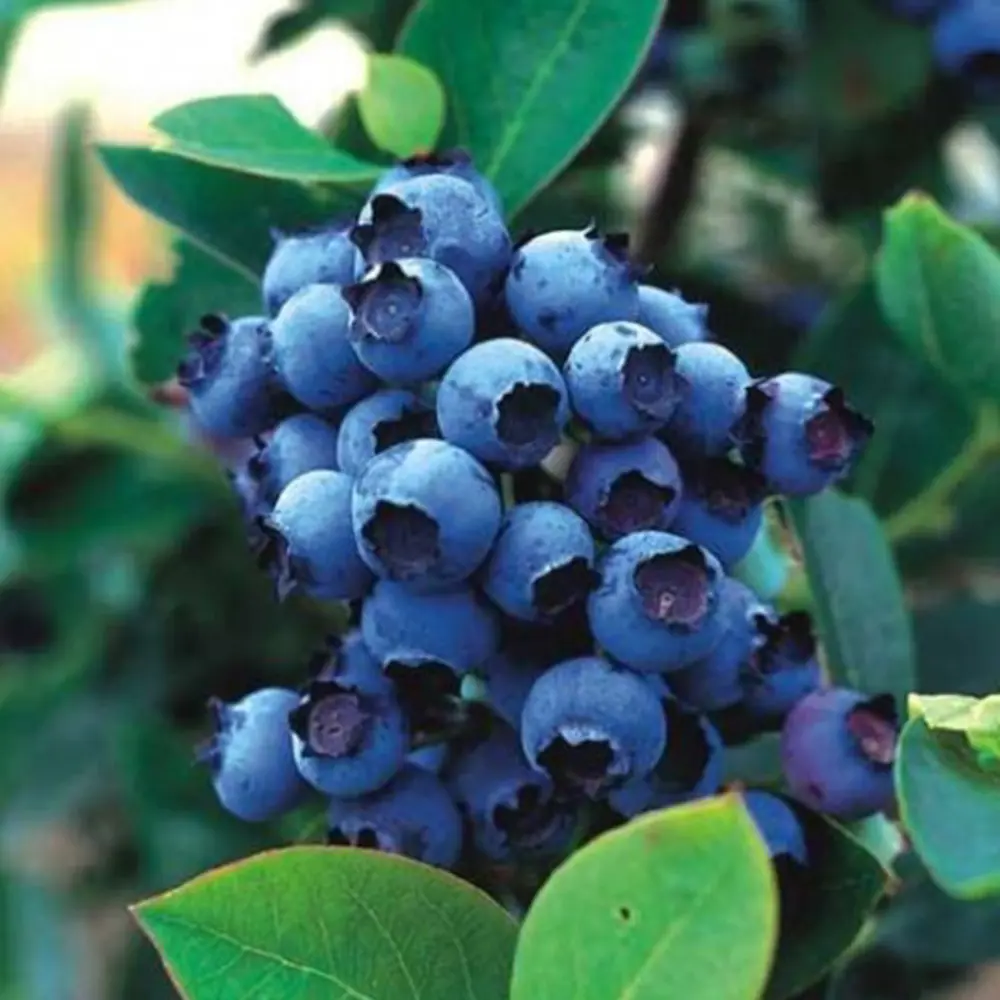 PLANTMARKET Голубика Блюголд - саженец для богатого урожая 84834888 STLM-1580597