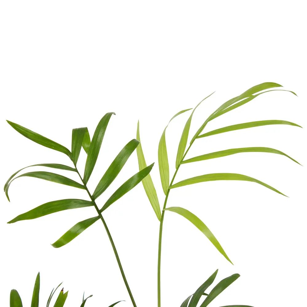 Хамедорея Элеганс от Santreyd — изящная комнатная пальма 18785678 STLM-0012719 - Вид №1