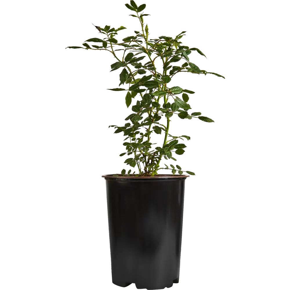 Роза Флорибунда Николо Паганини ø19 h55 см 84827509 STLM-2073460 PLANTMARKET 