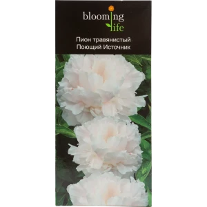 Пион травянистый Поющий источник 12194885 STLM-2031825