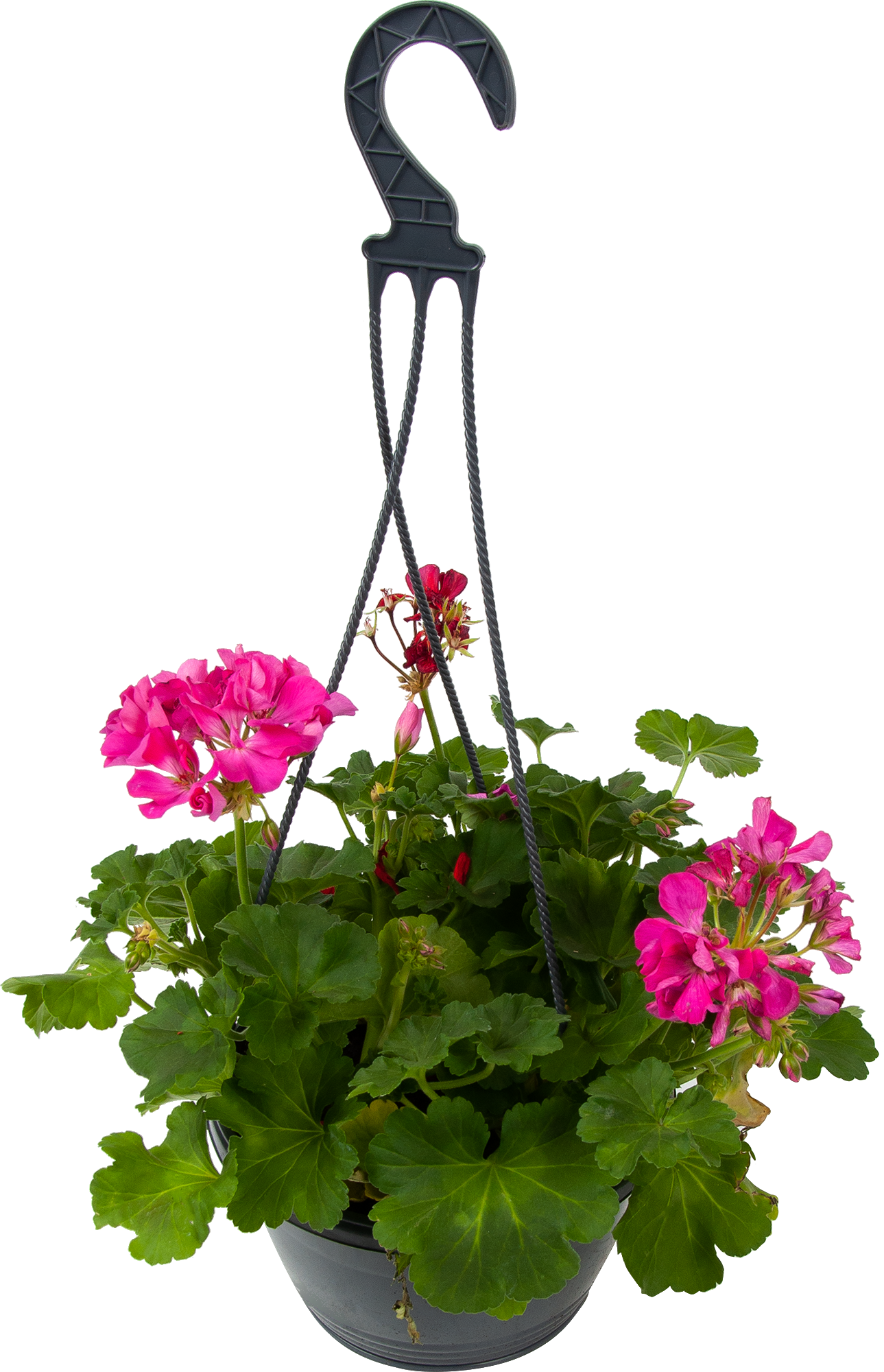 Пеларгония Santreyd в кашпо - цветущее украшение для дома и сада 83248503 STLM-0039966 - Вид №1