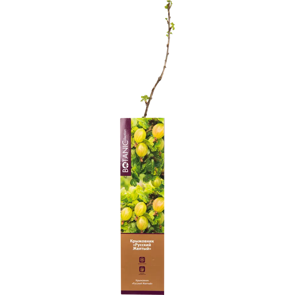 Крыжовник Русский жёлтый в тубе 82539567 STLM-2089437 BOTANIC COLLECTION 