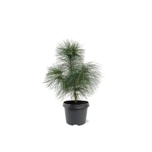 Сосна Стробус Блю Шаг - хвойный многолетник с голубой хвоей 89439871