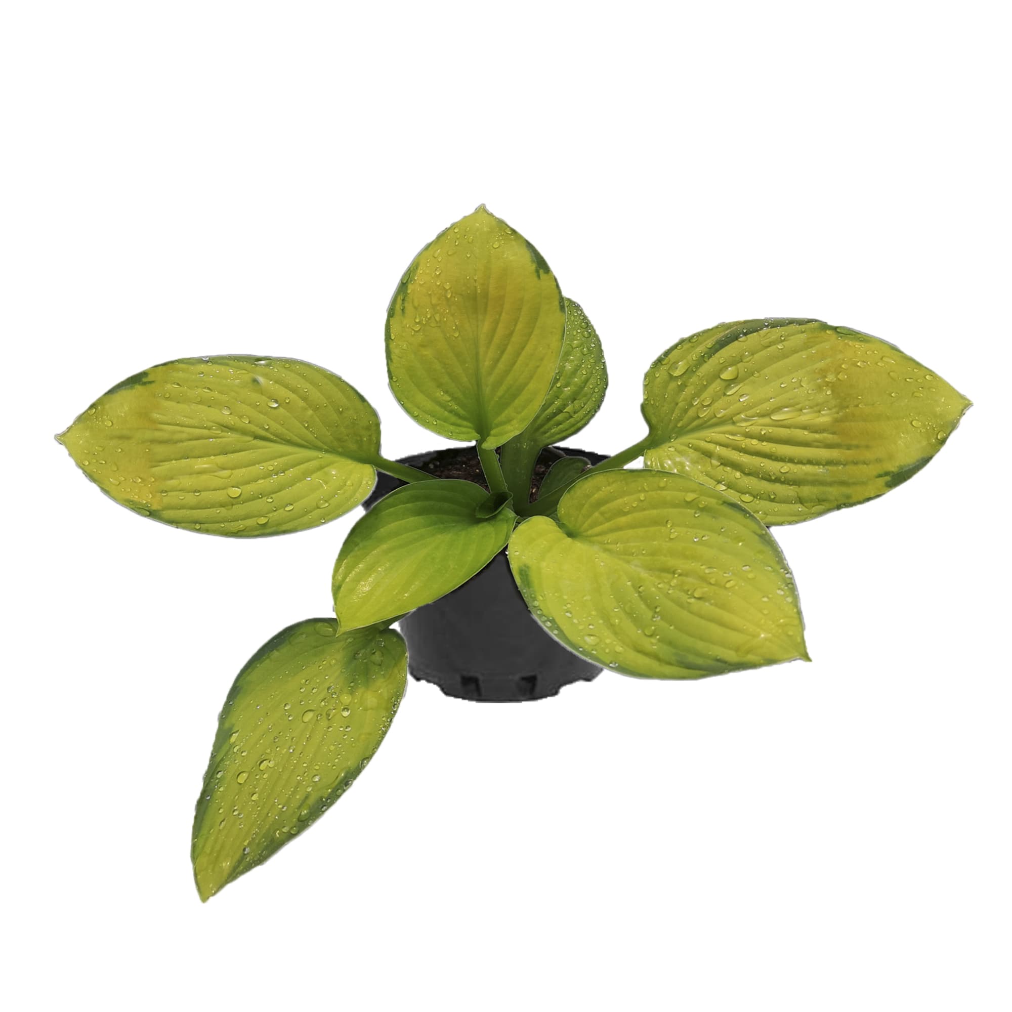 86330846 Хоста микс ø12 h20 см Santreyd 