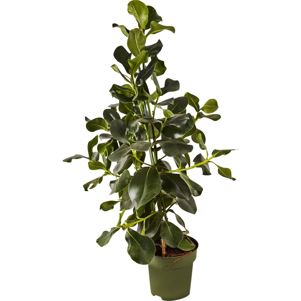 Клузия Розеа от Santreyd — декоративное растение с крупной листвой для интерьера 87819669 STLM-0954152 - Вид №1