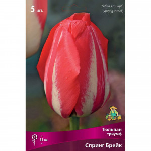 82662943 Тюльпан Триумф «Спринг Брейк» размер луковицы 12, 5 шт.