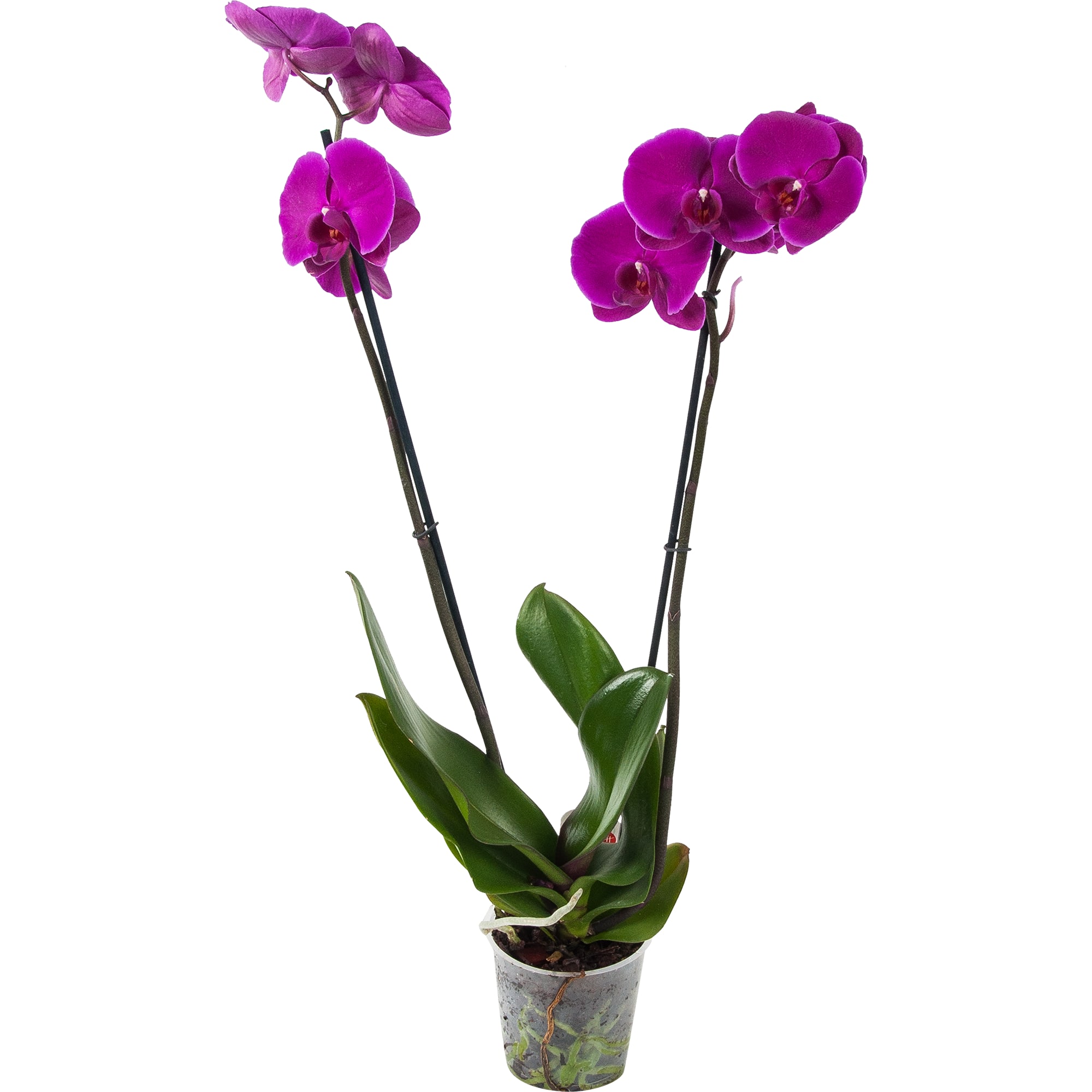 82561753 Орхидея Фаленопсис Микс экстра в упаковке 2 стебля ø12 h60 см Santreyd 