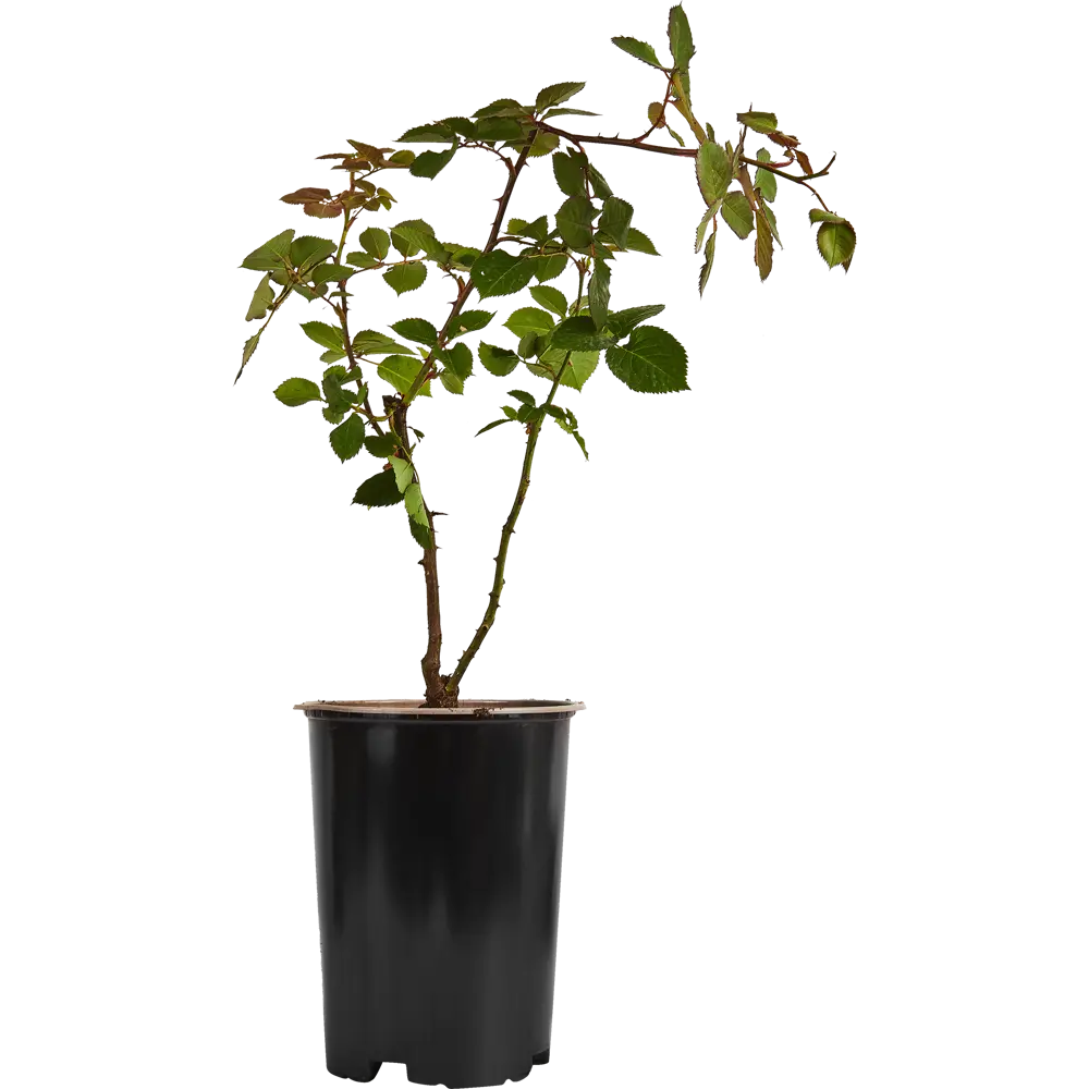 Роза плетистая Лагуна ø19 h55 см 84827464 STLM-2075508 PLANTMARKET 