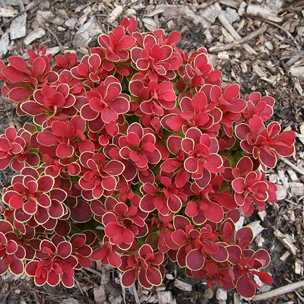 Барбарис Тунберга Руби Стар Santreyd - декоративный кустарник с яркой листвой 89369795 STLM-0962639