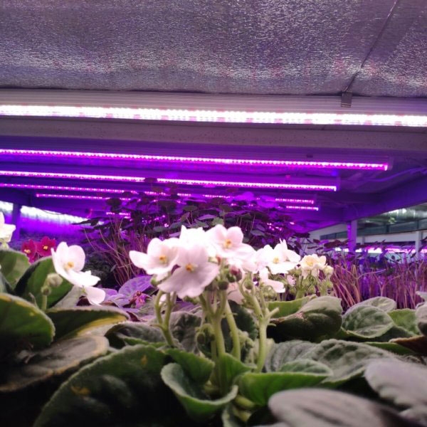 1038 Фитолампа для растений линейная VA-3 120 см Биколор комфорт 5000+660 LAB.Space  - Вид №2