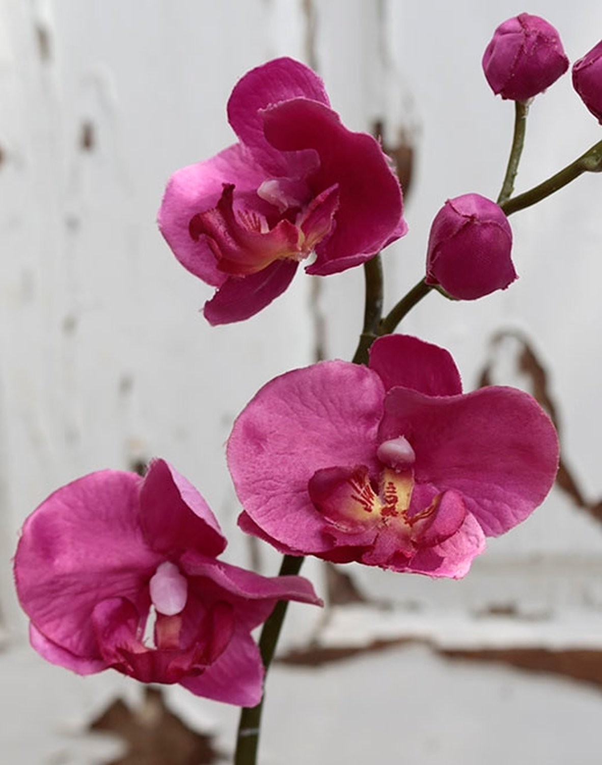 2528 420 a3 Искусственная орхидея Phalaenopsis, горшечная, 40 см, вишня H-andreas 