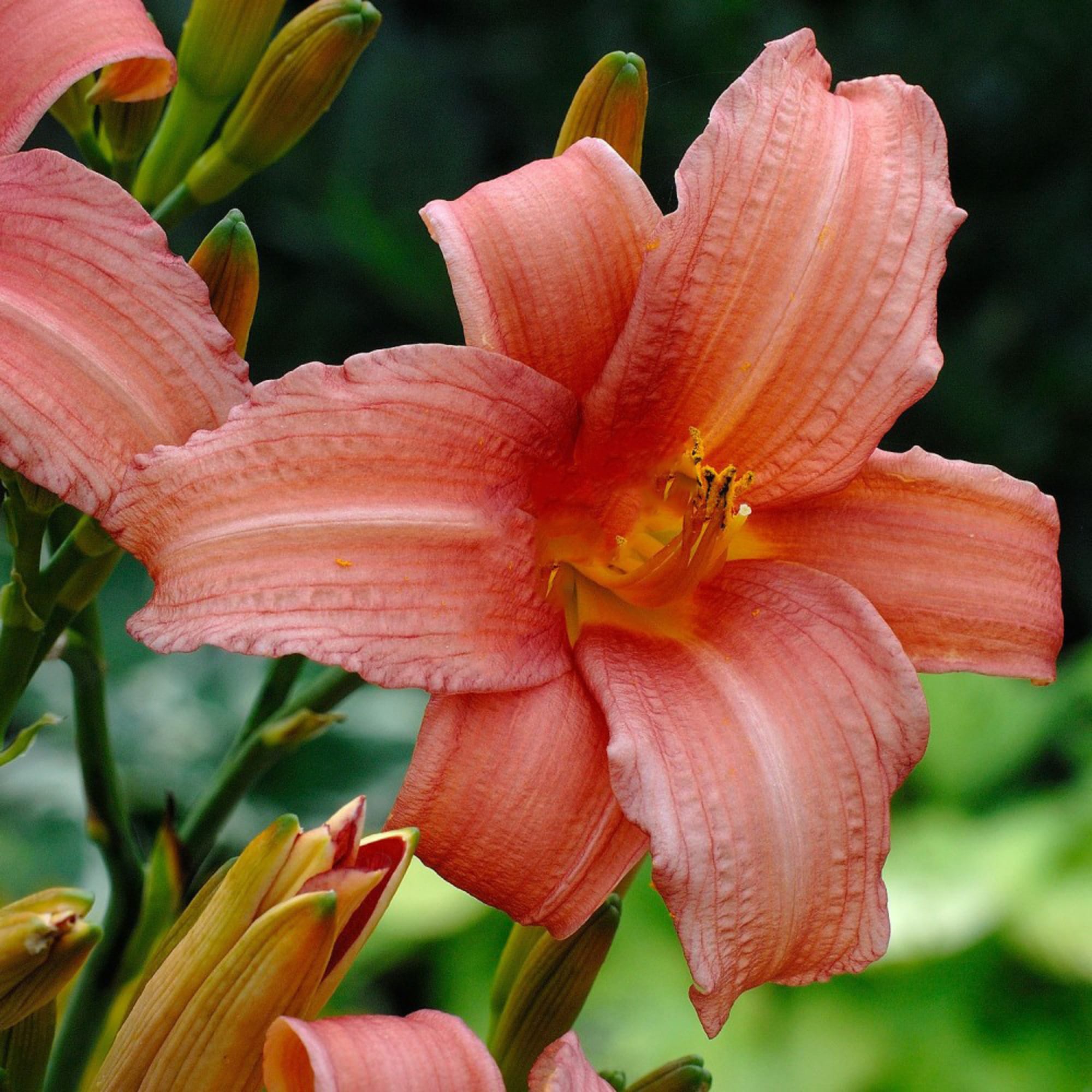 82595150 Лилейник «Пинк Страйпс» 15x15 см Santreyd  - Вид №1