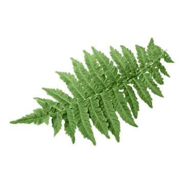 Листья папоротника Santreyd 26382