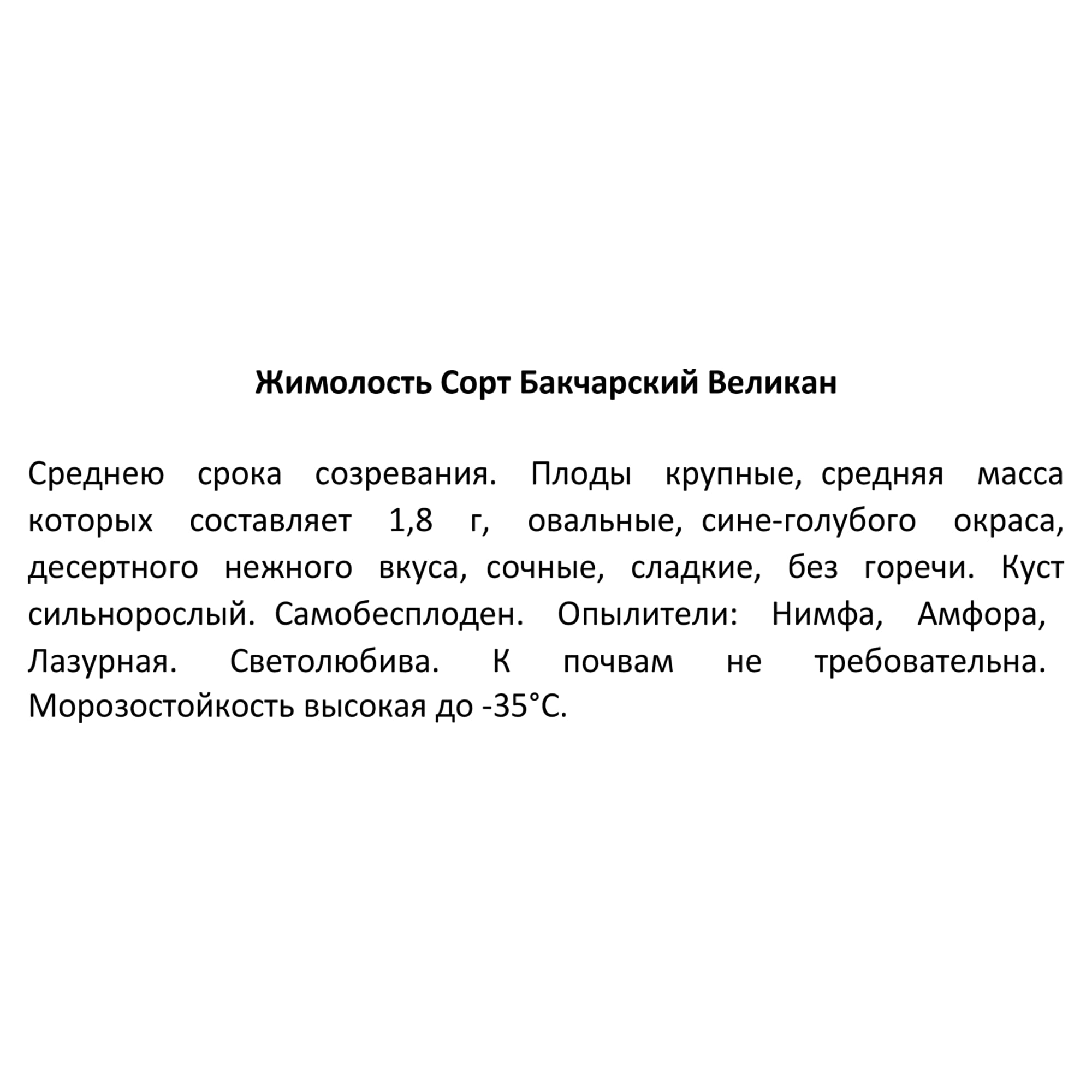 82597077 Жимолость плодовая «Бакчарский великан» C3 высота 50 см Santreyd  - Вид №2