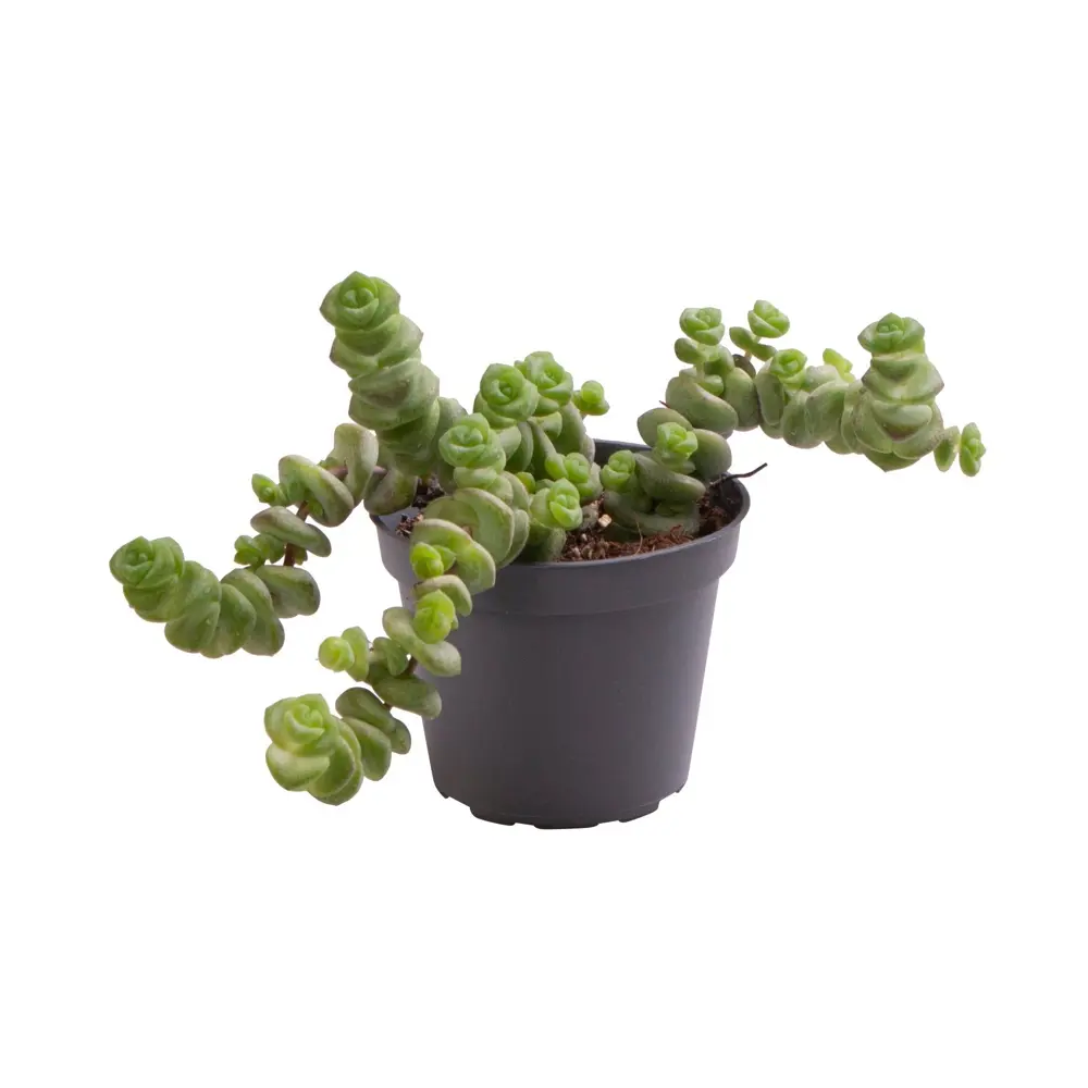 Santreyd Крассула Хоттеентот — комнатное растение с эффектом бонсай 87819711 STLM-1390121