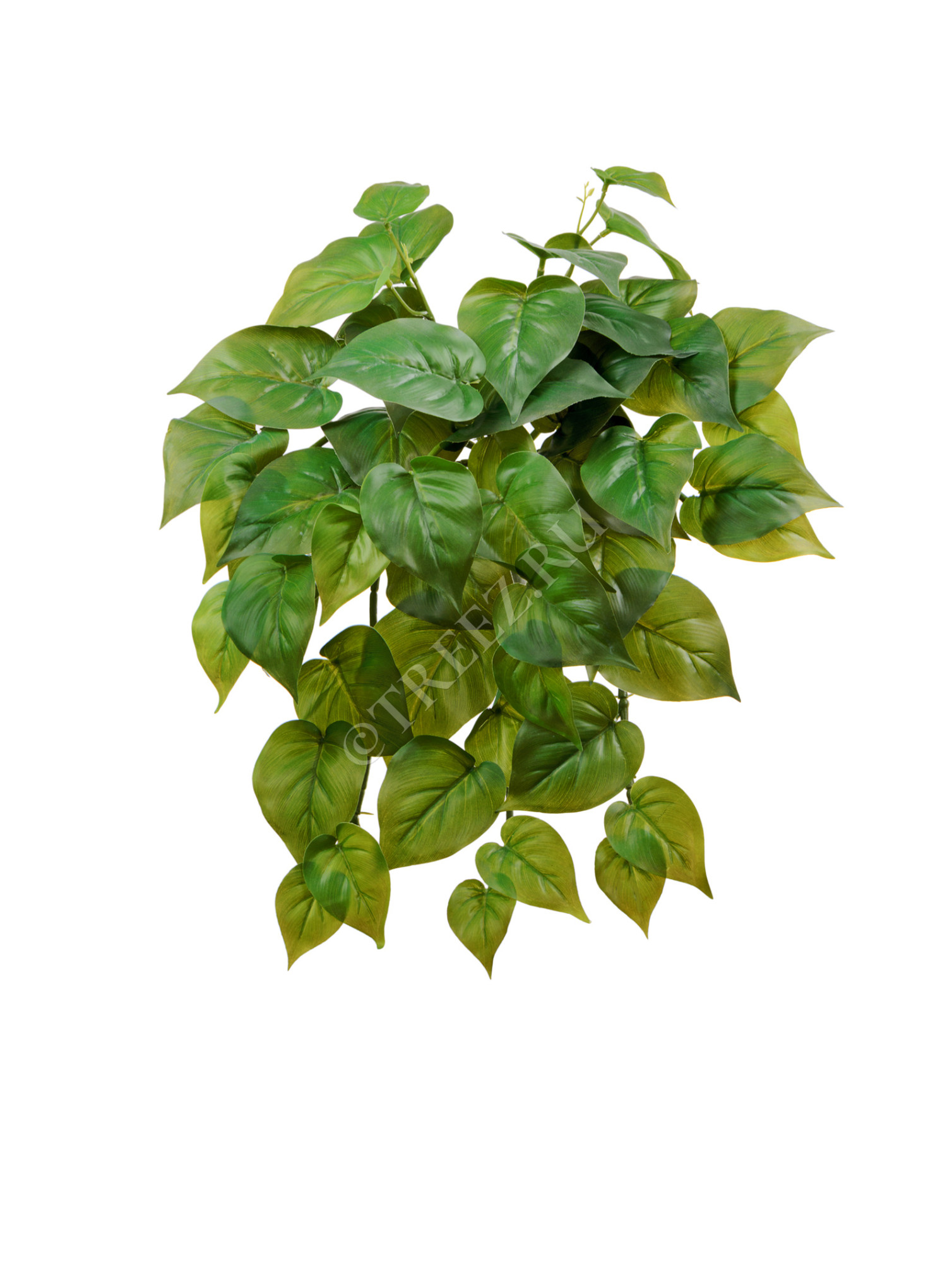 20.1381S Филодендрон крупнолистный ампельный малый Цветочная коллекция 