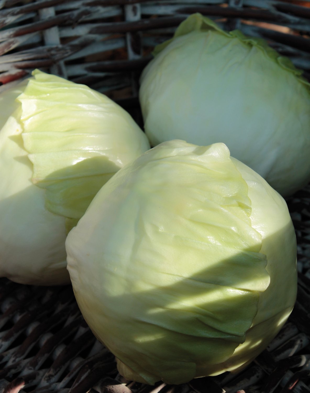 7044 810 a3 Искусственная капуста, 19 см, светло-зеленая H-andreas 