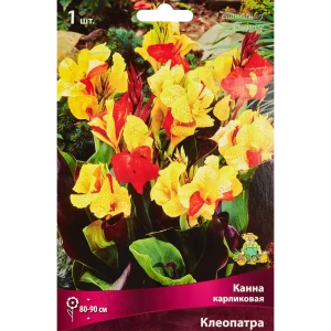 Канна карликовая Клеопатра
