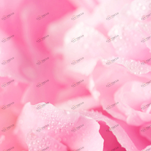 C1-288 Фотообои DIVINO Collection C 2.7х1 м C1288