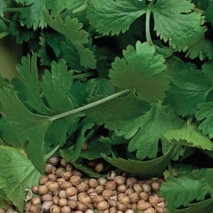 Кориандр Бородинский от AGRONI - ароматная зелень для кулинарии 17251068