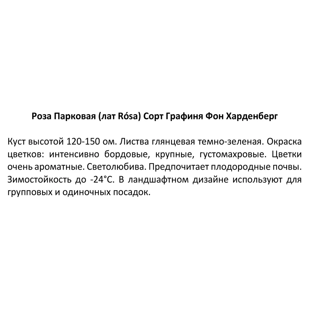 Роза парковая Графиня фон Харденберг ø20 h40 см 85589170 STLM-2207660 Santreyd  - Вид №3