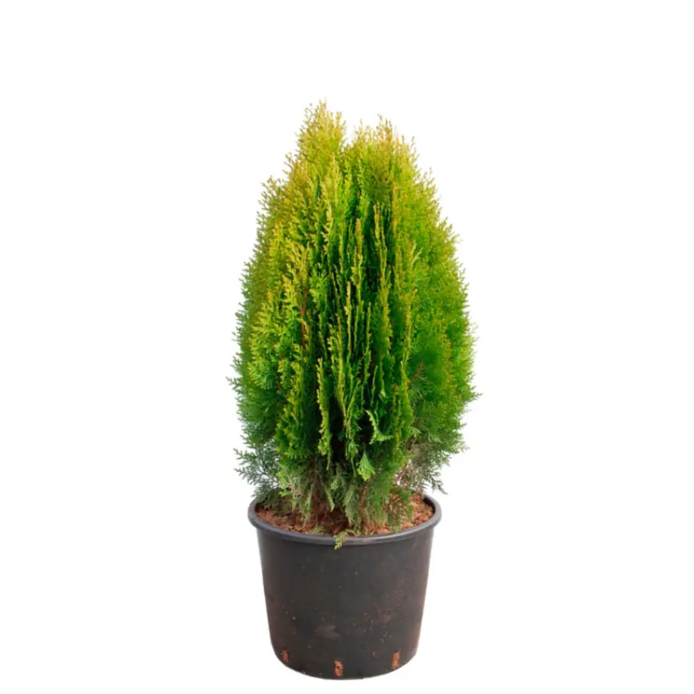 Плосковеточник Ауреа Нана ø11 h20 - 22 см PLANTMARKET STLM-2156100