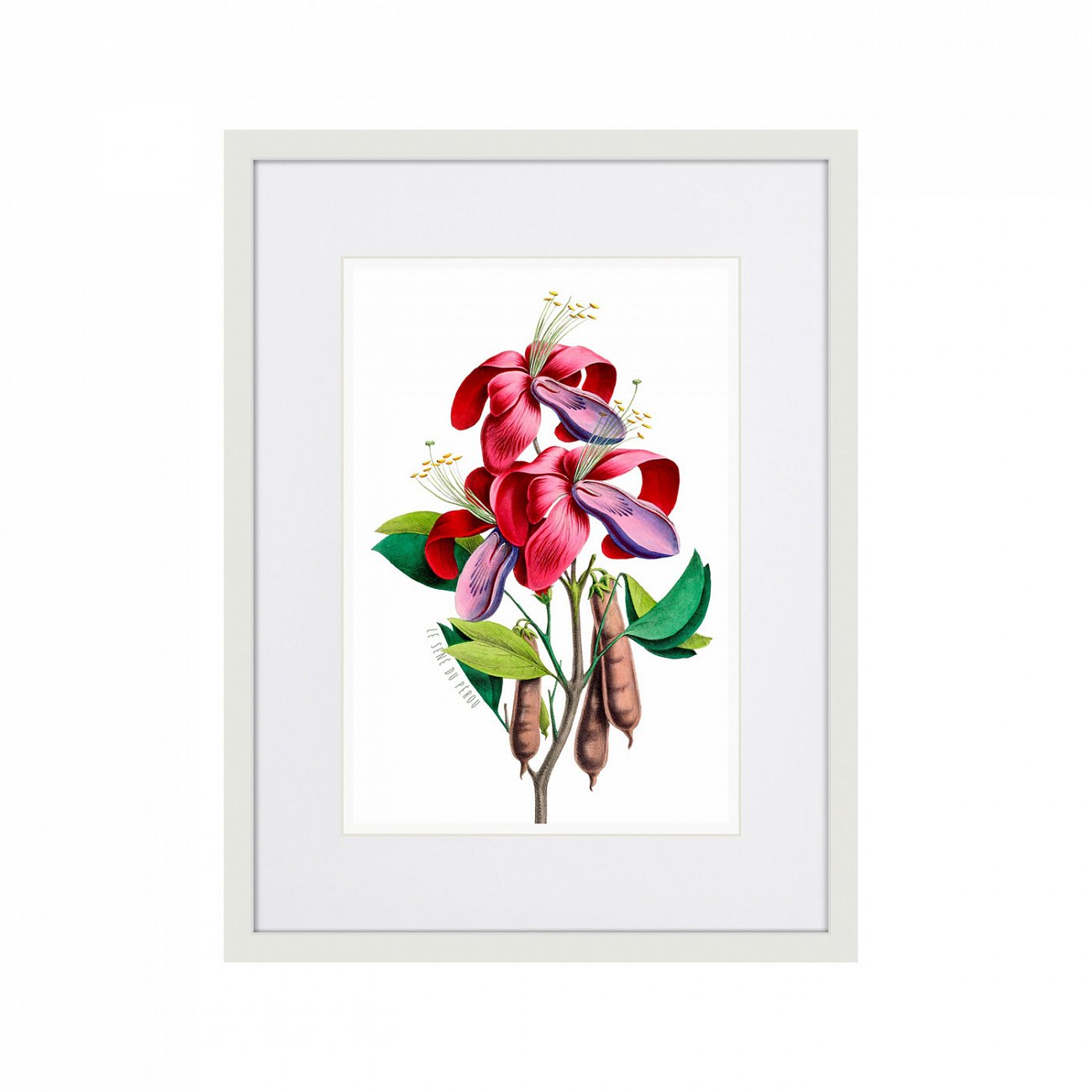 Картина: Caribian Flora Pink And Purple Flower, 1740г. КАРТИНЫ В КВАРТИРУ  264452 Разноцветный  - Вид №1