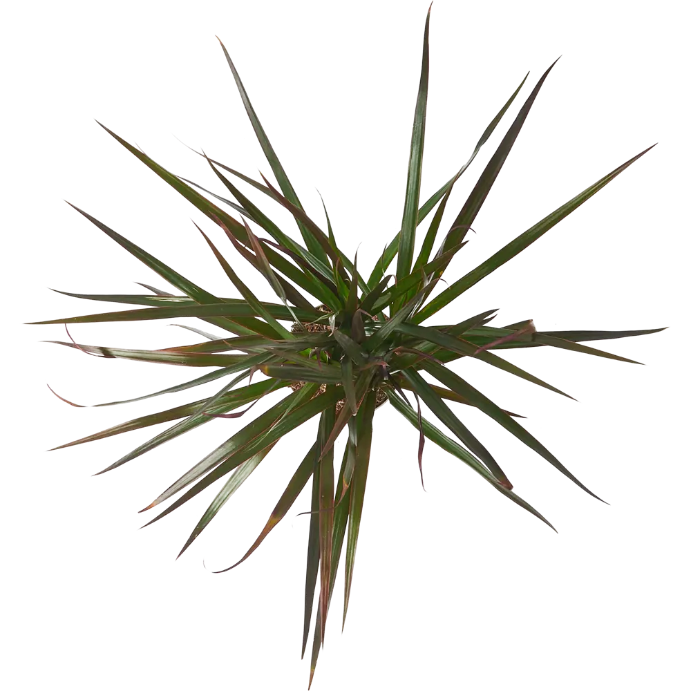 Santreyd Драцена Маргината Грин — изящное тропическое растение с перьевидной листвой 85324834 STLM-0061448 - Вид №2